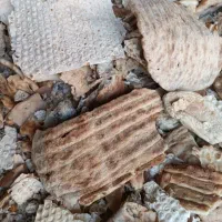 نان خشک بالاترین قیمت کل کرج