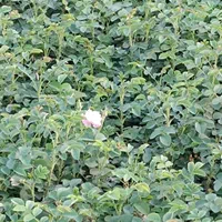 فروش نهال گل محمدی گلدون کاشان اردهال حسنارود|خدمات باغبانی و درختکاری|کاشان, استرک|دیوار