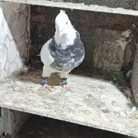 کبوتر|پرنده|کرمانشاه, |دیوار