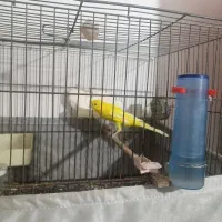 قناری رسمی بلند|پرنده|ورامین, شهرک مدرس|دیوار