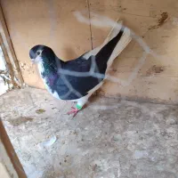 کبوتر نر|پرنده|تهران, مسعودیه|دیوار