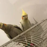 طوطی عروس|پرنده|رشت, سلیمانداراب|دیوار