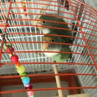 طوطی برزیلی جفت با قفس