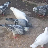 کبوترپلاکی|پرنده|لشت نشا, |دیوار