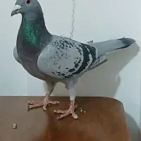 ماده کرمونی معاوضه باعروس هلندی