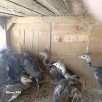 جوجه‌طاووس‌مرغ‌کوهی‌اردک‌پنگوینی‌واسراییلی|حیوانات مزرعه|قم, نخودی|دیوار
