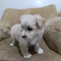 سگ پاکوتاه|سگ|لامرد, |دیوار