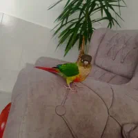 گیرینچیک سخنگو فول رام رام بازیگوش با قفس و وسایل