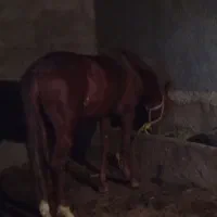 دو عدد اسب نر در عجب شیر|حیوانات مزرعه|عجب شیر, |دیوار