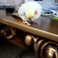 گمشده