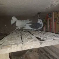 کبوتر|پرنده|دهگلان, |دیوار