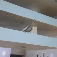 عروس هلندی|پرنده|شاهینشهر, مورچه خورت|دیوار