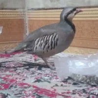 بلدرچین کوهی|پرنده|سراوان, |دیوار