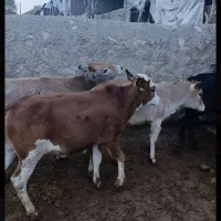 گوساله ماده 120کیلویی چاق