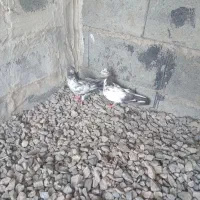 کفتر