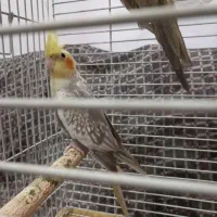 عروس هلندی معاوضه با کفتر . کبوتر