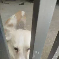 واگذاری سگ باهوش من وقت شو ندارم نگهداری کنم