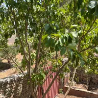 پردیس واصفجان (خانلرآباد،هیزم دره)|فروش زمین و ملک کلنگی|پردیس, واصفجان|دیوار