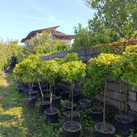 فروش لاسون پیچ و برگ بو ویاس جعبه و یوکا|گل و گیاه طبیعی|چابکسر, |دیوار