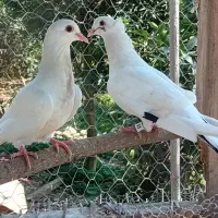 کبوتر