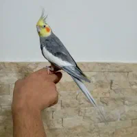 عروس هلندی نر مست دستی فروش و معاوضه|پرنده|اسلام‌شهر, شهرک سالور|دیوار