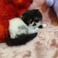 بچه گربه پرشین باکیفیت|گربه|تهران, چیتگر جنوبی|دیوار