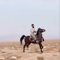اسب|اسب و تجهیزات اسب‌سواری|شهریار, شهرک وائین|دیوار