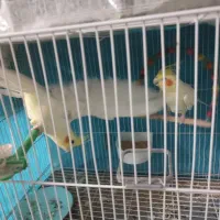 جفت عروس هلندی لوتینیوم ،جوجه عروس