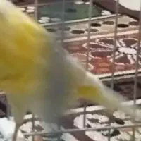 قناری