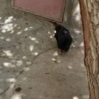 ۳عدد مرغ و۱عدد خروس