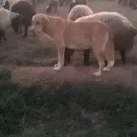 توله الابای نر|سگ|اسفرورین, |دیوار