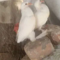 جوجه دم گلی