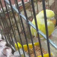 مرغ عشق|پرنده|خمینی‌شهر, |دیوار
