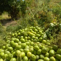 زمین باغ لیمو ثمری|فروش زمین و ملک کلنگی|دوگنبدان, |دیوار