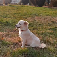 توله سگ|سگ|میاندوآب, |دیوار