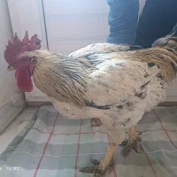 خروس محلی گوشتی