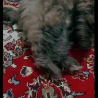 سگ شیتزو فلت ماده|سگ|مشهد, امام خمینی|دیوار