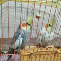عروس هلندی
