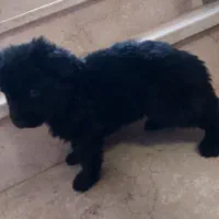 توله ژرمن موبلند حرفه ای نر