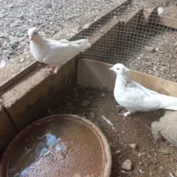 کبوتر|پرنده|اردکان, |دیوار