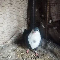 کبوتر کرواتی|پرنده|مشهد, رضاشهر|دیوار