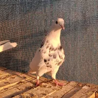 طوقی هفت رنگ|پرنده|اصفهان, حصه شمالی|دیوار