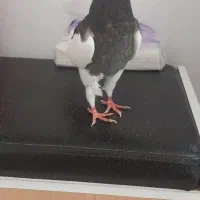 جوجه کبوتر|پرنده|شیراز, ریاستی|دیوار