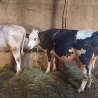 گاو شیری و گوشتی سیمتال