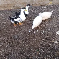 نوچه مرغ|حیوانات مزرعه|خمک, |دیوار