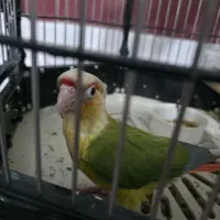 طوطی گرینچیک|پرنده|سیرجان, |دیوار