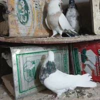 یک جفت طوقی .زمان جواب گوی ساعت ۷ شب ب بعد|پرنده|ملایر, |دیوار