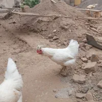 خروس