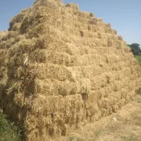 علف یونجه نقد(بابور عجم)