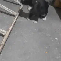 گربه گمشده شهرستانی